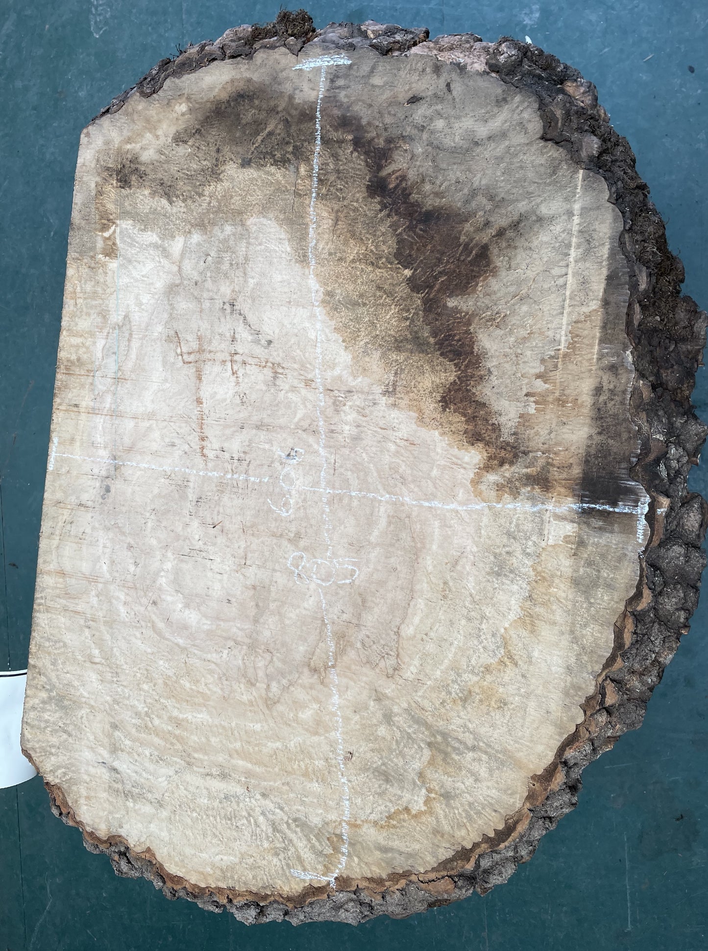 European Ash Circular Waney Edge Slab - Kiln Dried (REF-O6)