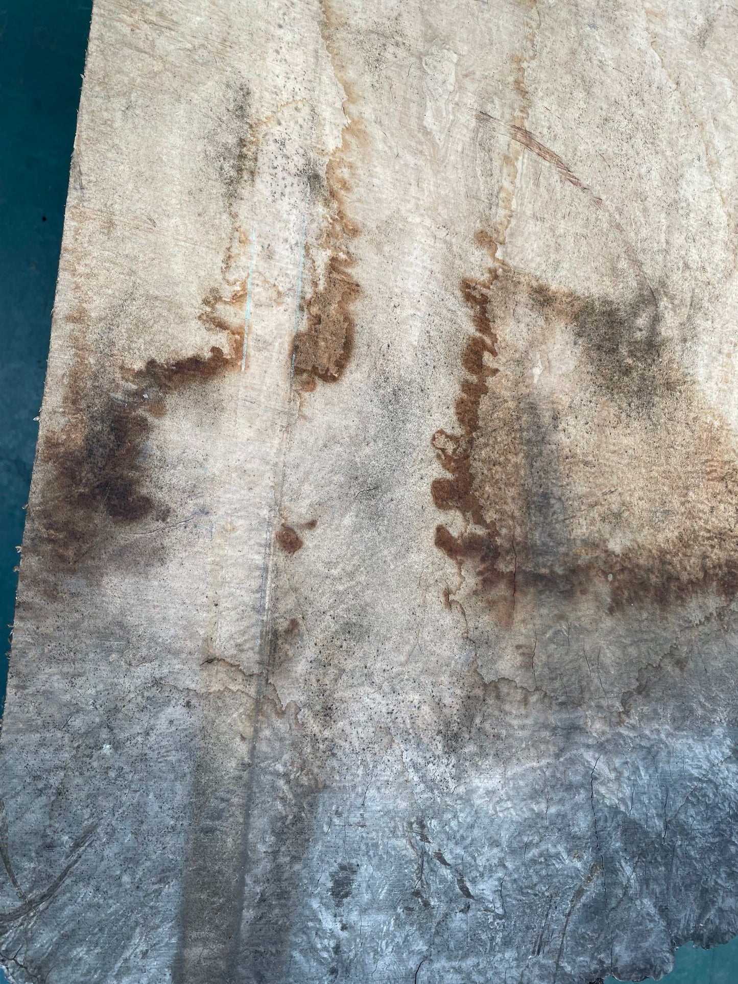European Ash Circular Waney Edge Slab - Kiln Dried (REF-O6)