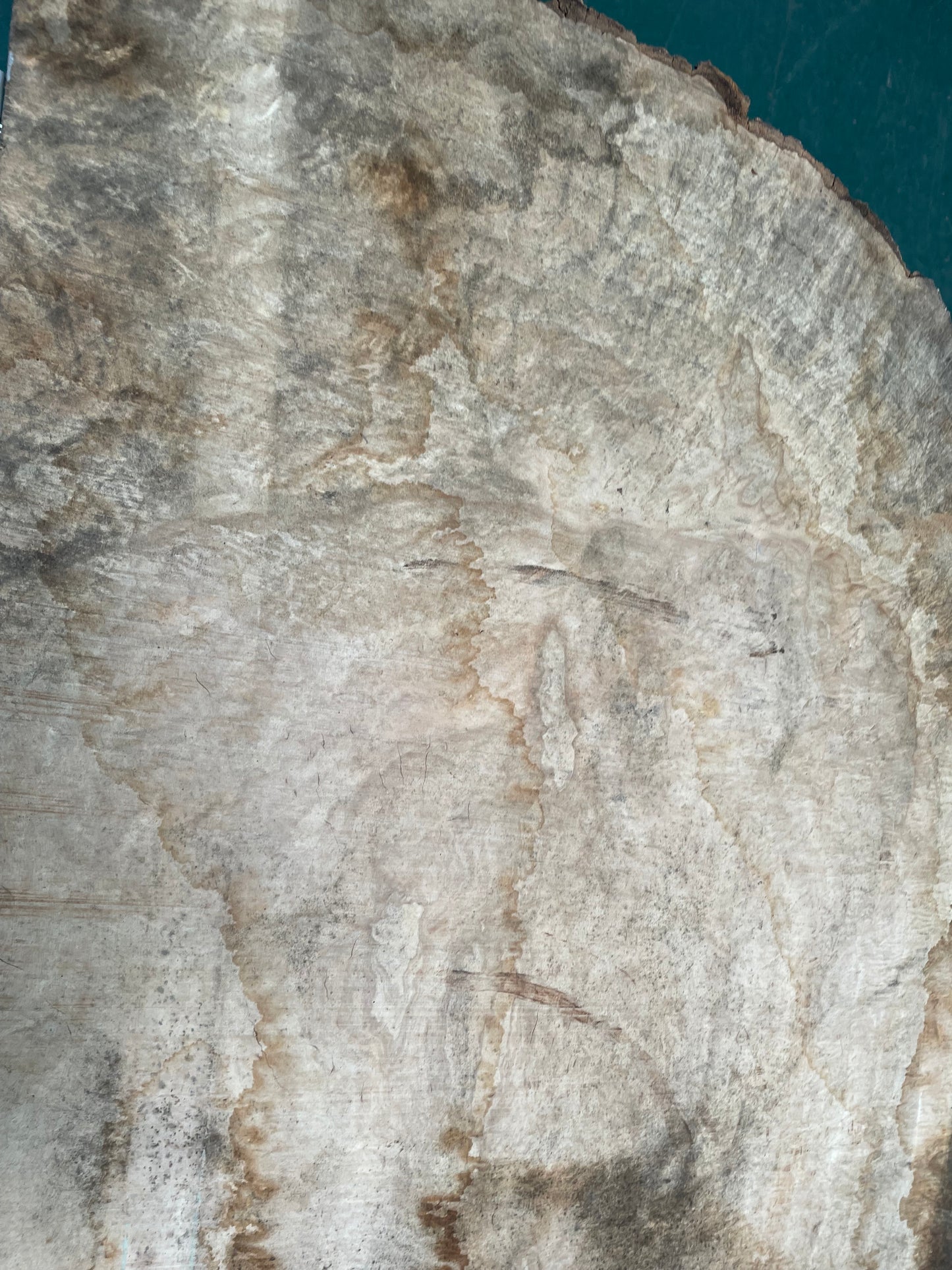 European Ash Circular Waney Edge Slab - Kiln Dried (REF-O6)