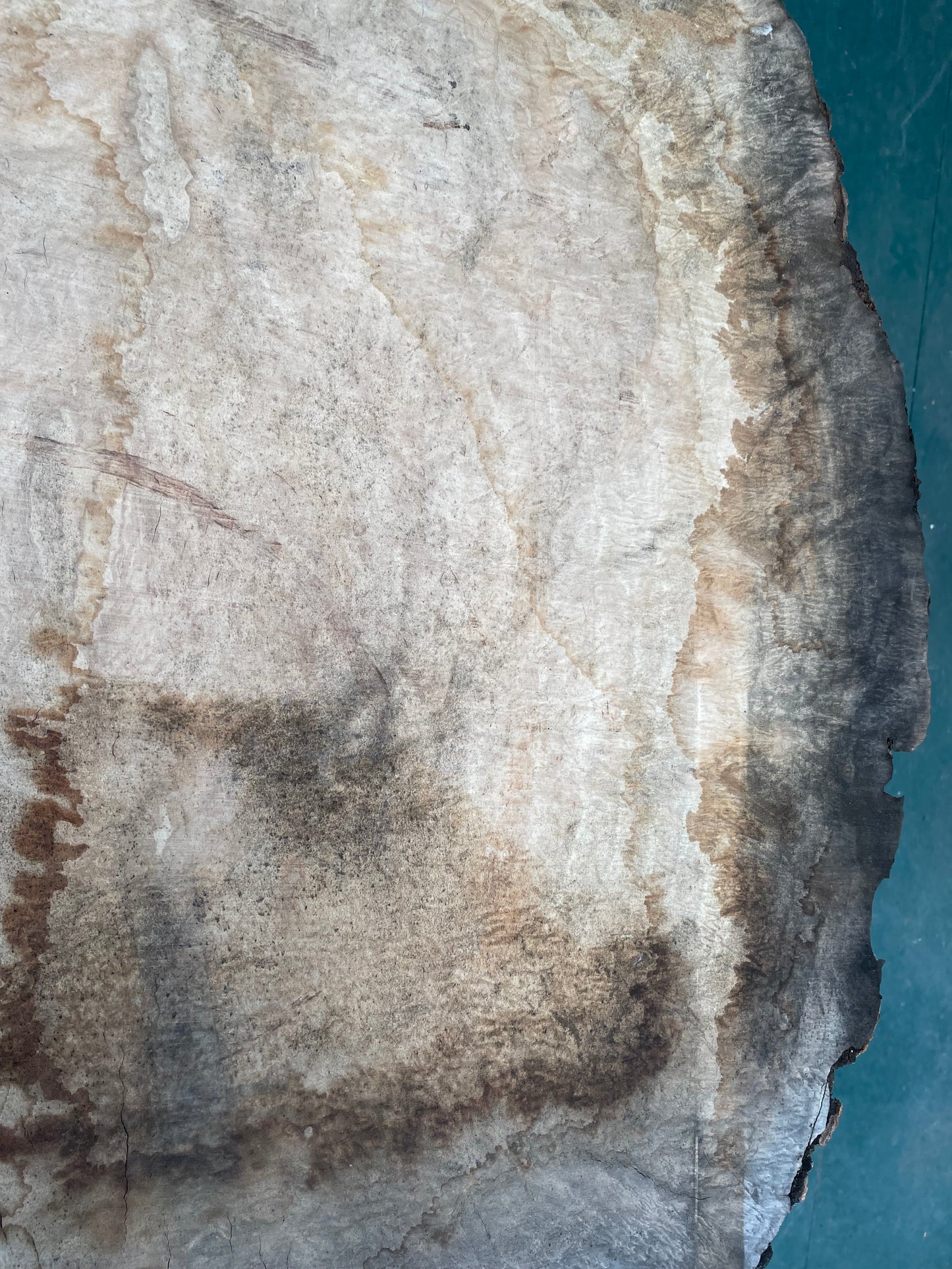 European Ash Circular Waney Edge Slab - Kiln Dried (REF-O6)