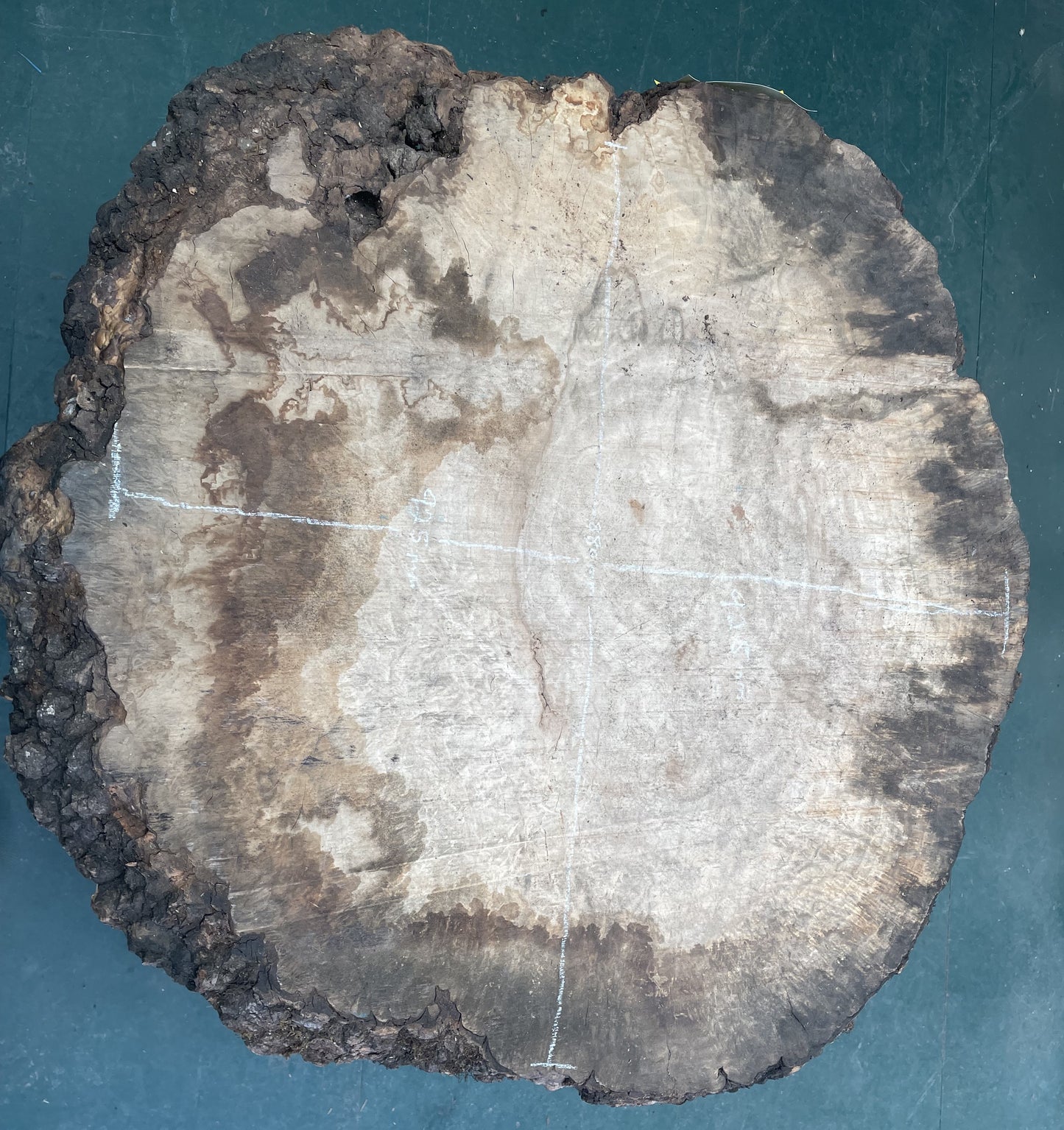 European Ash Circular Waney Edge Slab -  Kiln Dried (REF-10)