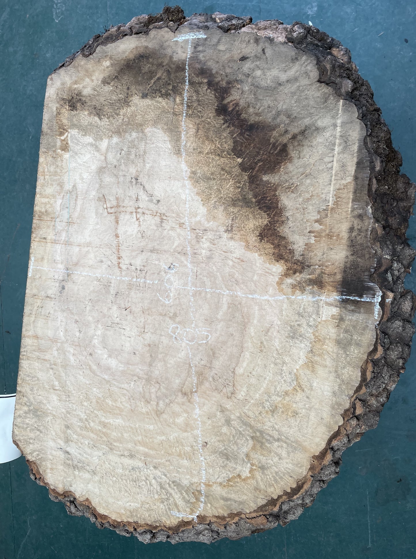 European Ash Circular Waney Edge Slab -  Kiln Dried (REF-O6)