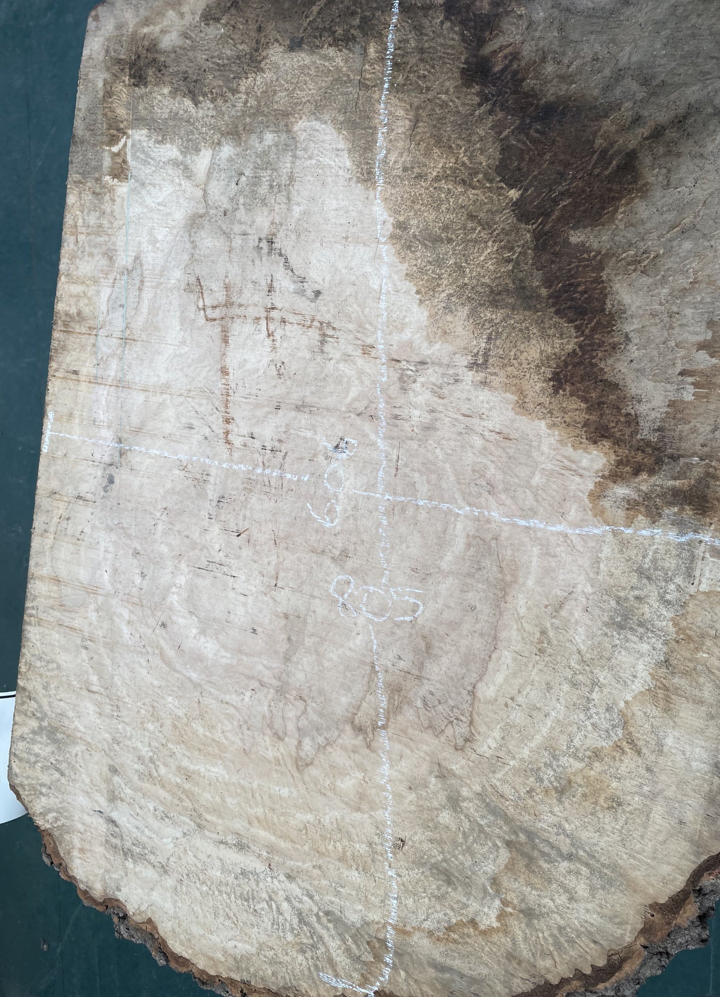 European Ash Circular Waney Edge Slab -  Kiln Dried (REF-O6)