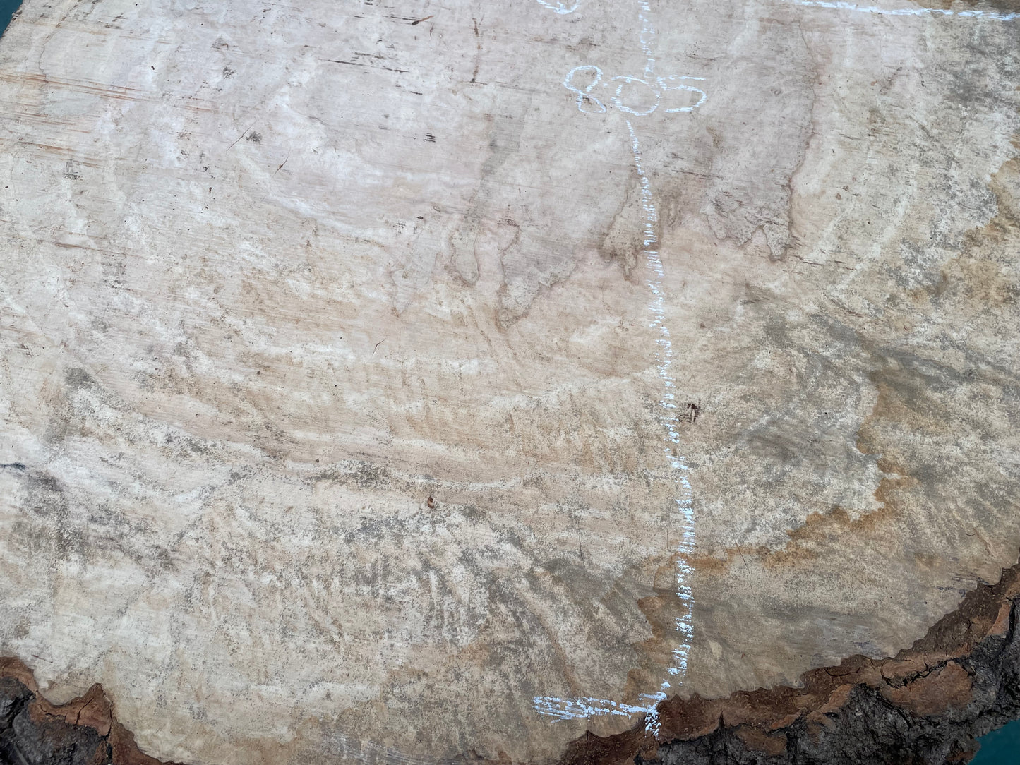 European Ash Circular Waney Edge Slab -  Kiln Dried (REF-O6)