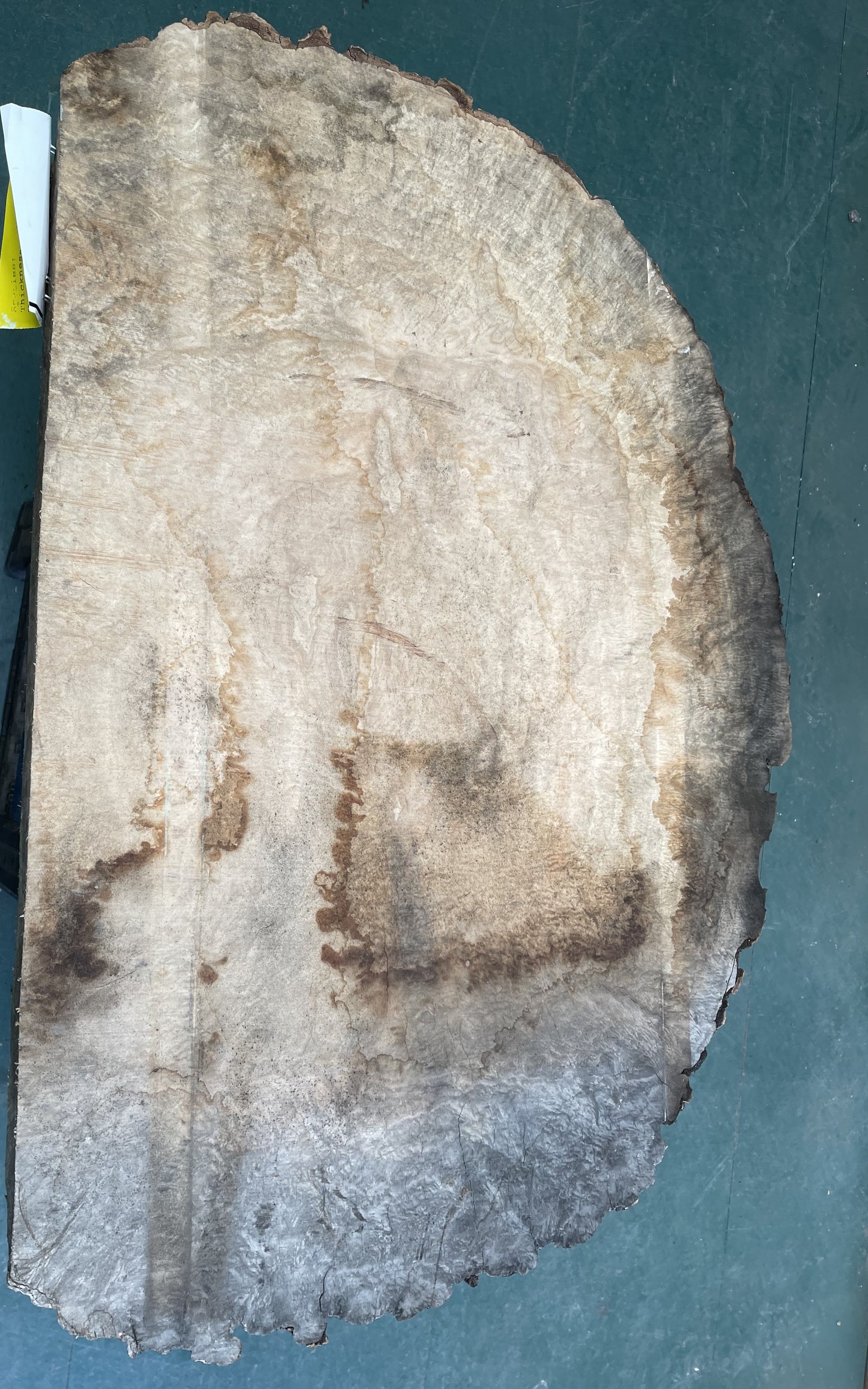 European Ash Circular Waney Edge Slab -  Kiln Dried (REF-O6)