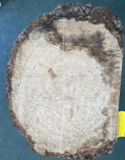 European Ash Circular Waney Edge Slab - Kiln Dried (REF 07)