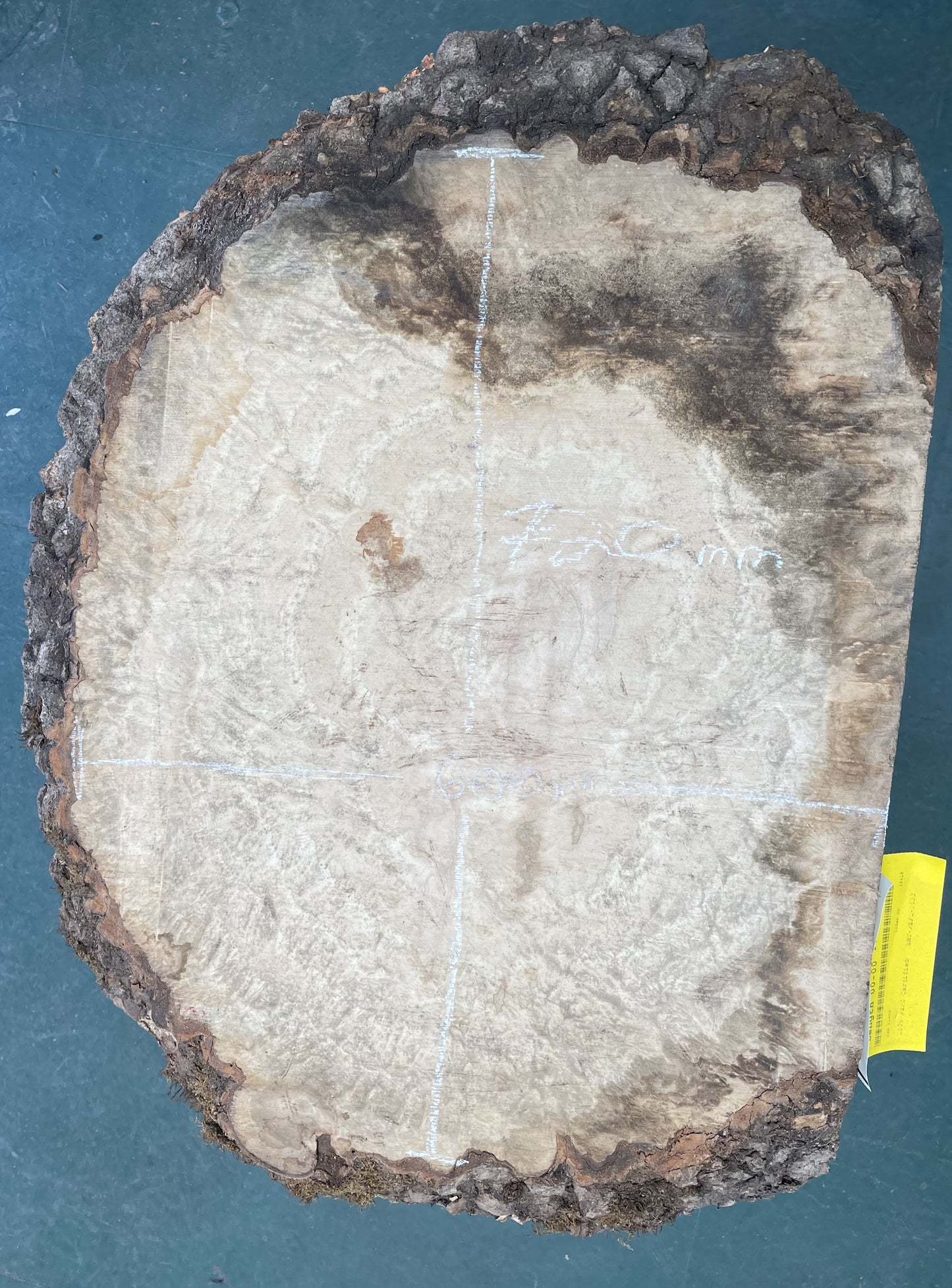 European Ash Circular Waney Edge Slab - Kiln Dried (REF 07)