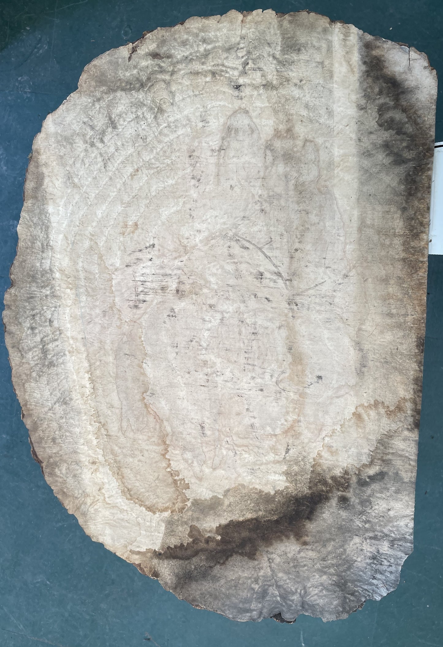 European Ash Circular Waney Edge Slab - Kiln Dried (REF 07)