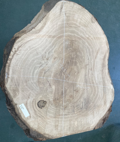 European Oak Circular Waney Edge Slab - Kiln Dried (REF-01)