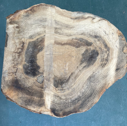 European Oak Circular Waney Edge Slab - Kiln Dried (REF-01)