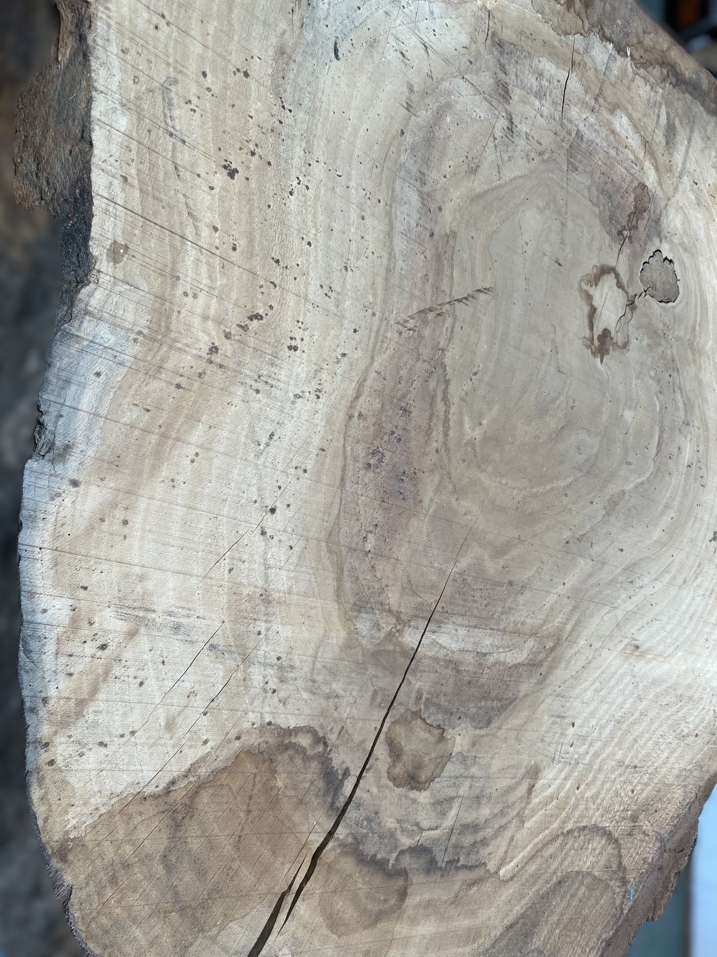 European Oak Circular Waney Edge Slab - Kiln Dried (REF-09)